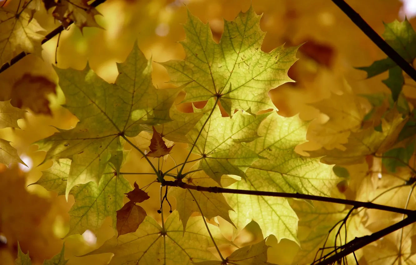 Photo wallpaper autumn, leaves, nature