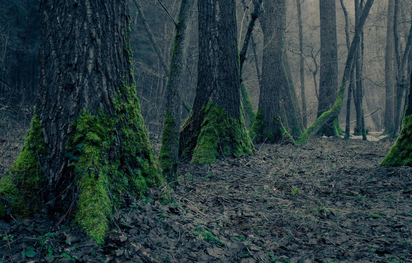 Photo wallpaper forest, trees, nature, foliage, moss, Dry