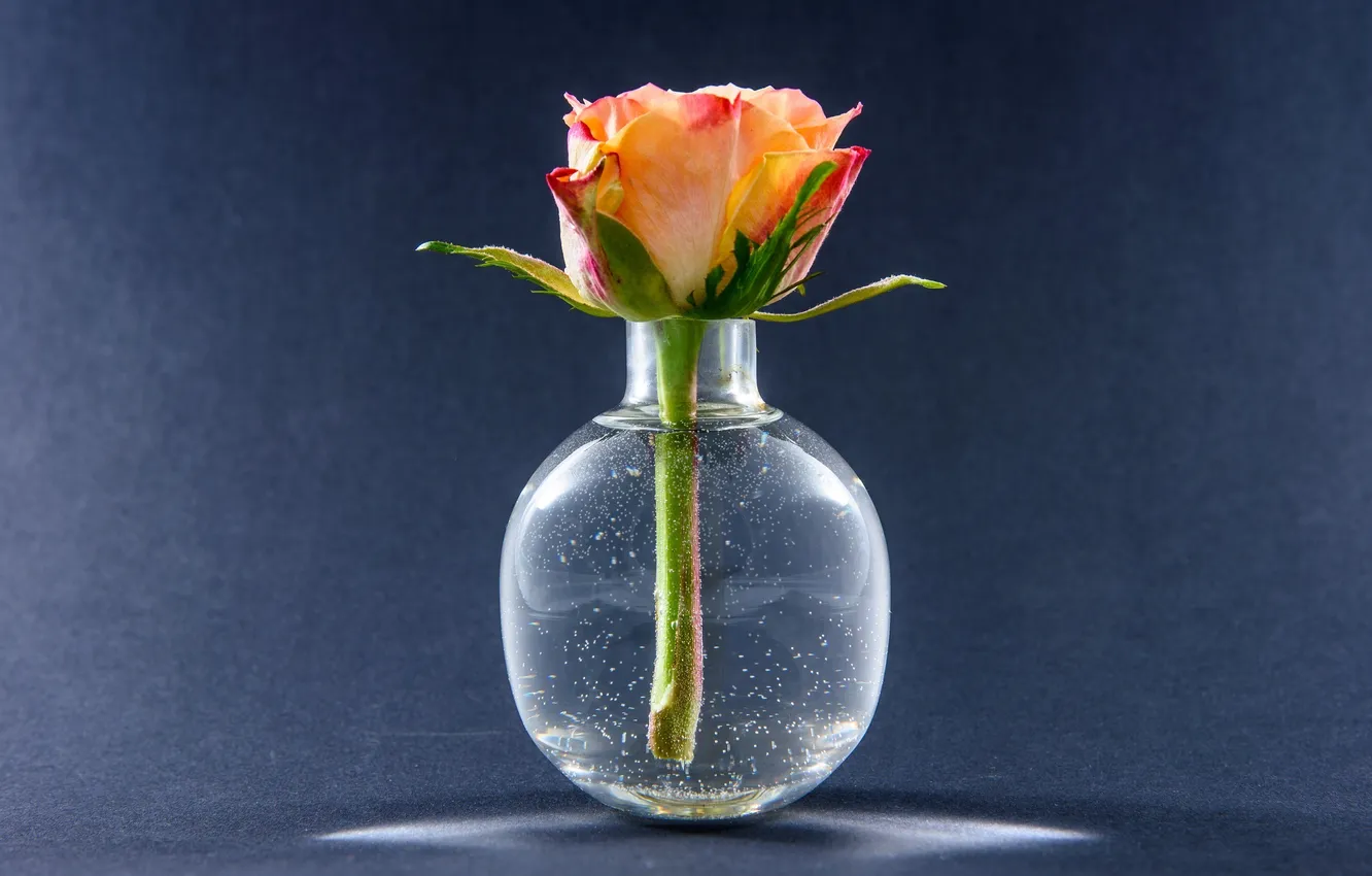 Photo wallpaper flowers, roses, buds, vase