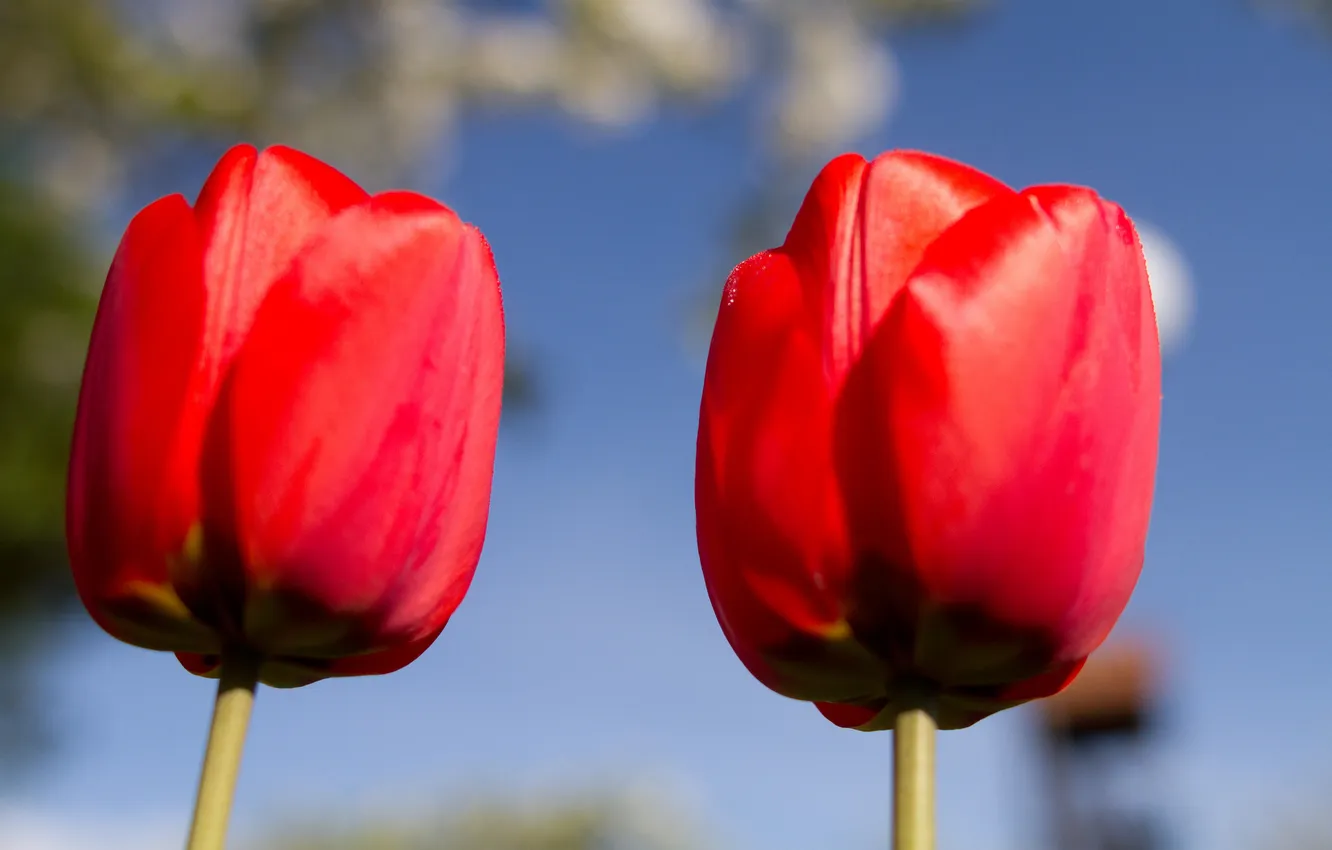 Photo wallpaper the sky, macro, petals, stem, tulips