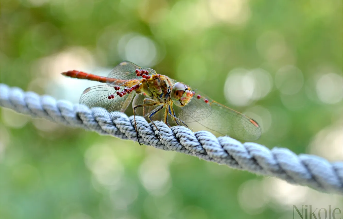 Photo wallpaper greens, macro, nature, dragonfly