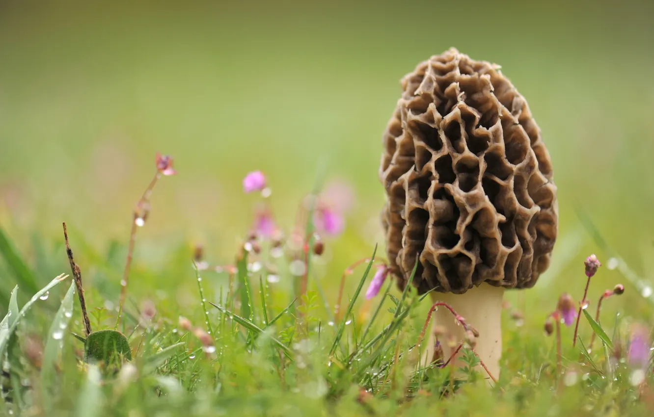Photo wallpaper grass, Rosa, mushrooms, Morel