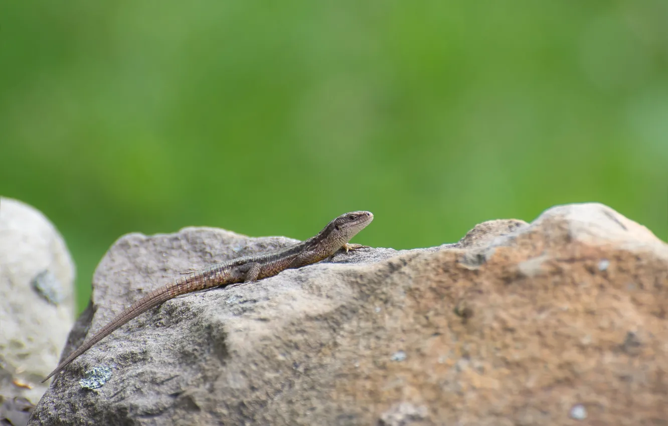 Photo wallpaper stones, lizard, color