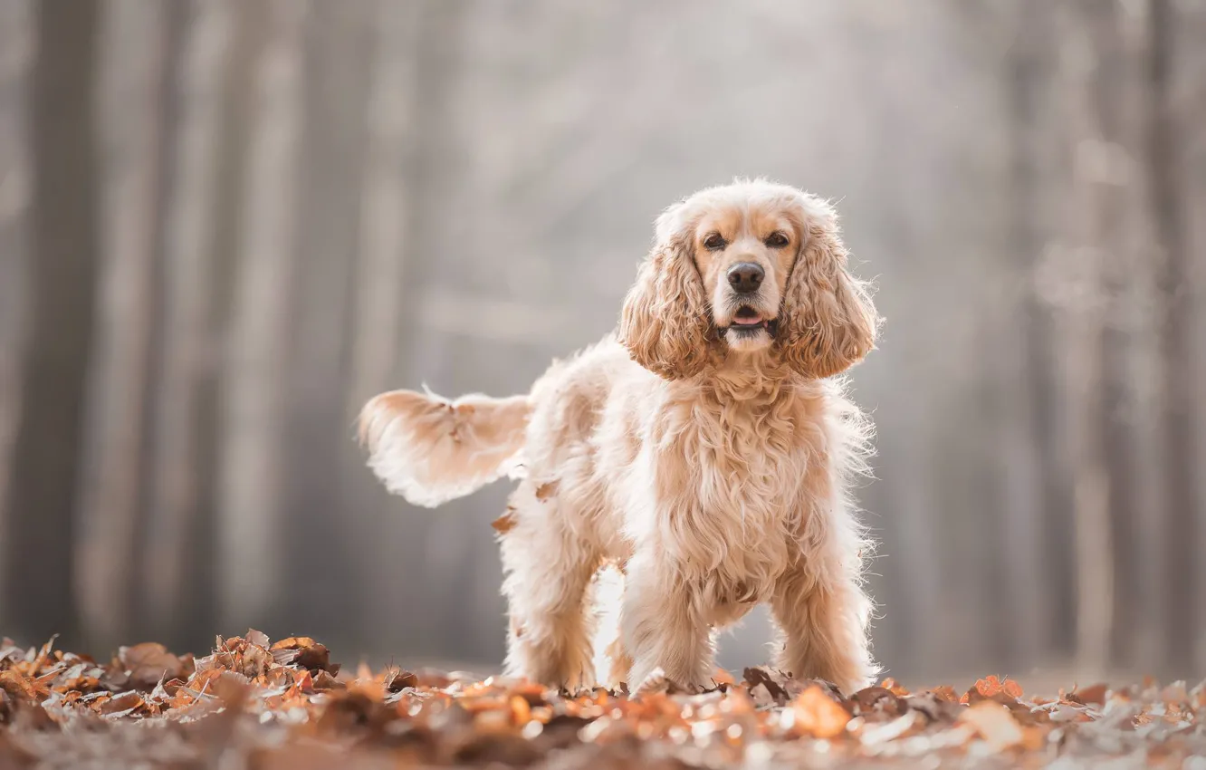 Photo wallpaper autumn, leaves, foliage, dog, bokeh, Cocker Spaniel
