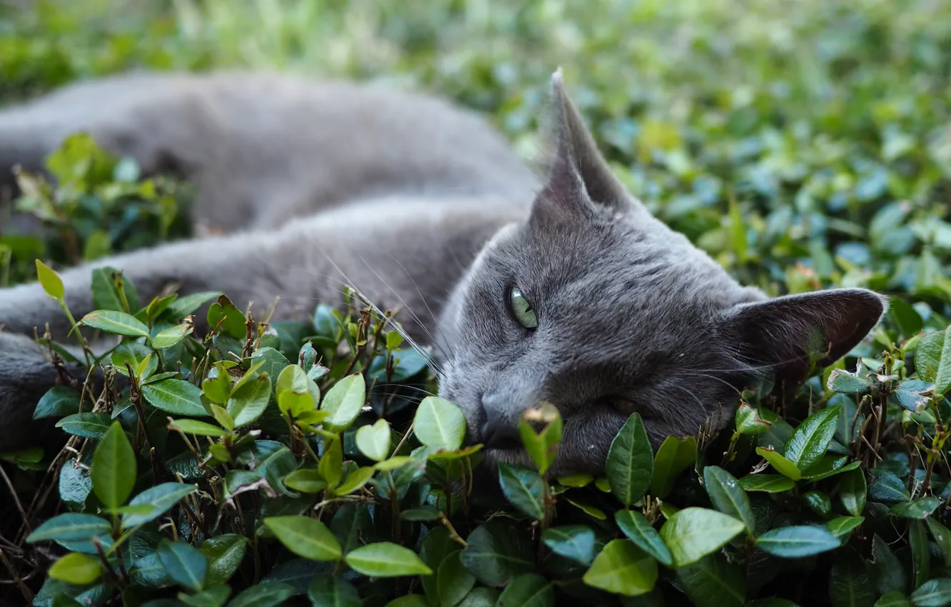 Photo wallpaper cat, cat, look, pose, face