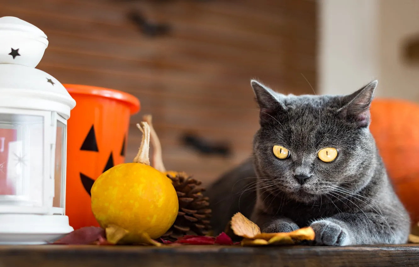 Photo wallpaper autumn, cat, cat, look, pose, table, grey, holiday