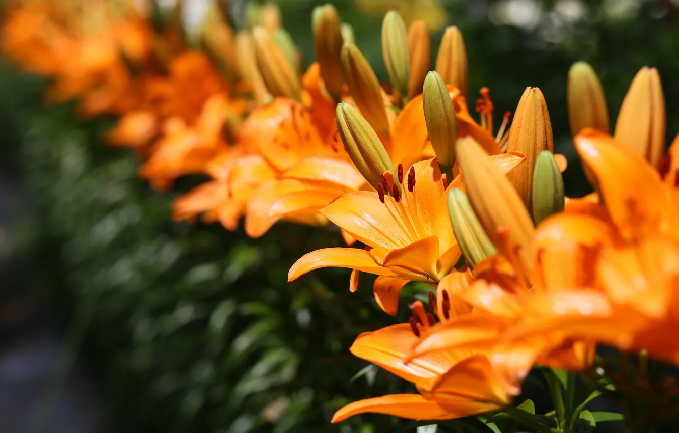 Photo wallpaper summer, orange, Lily, garden, flowerbed
