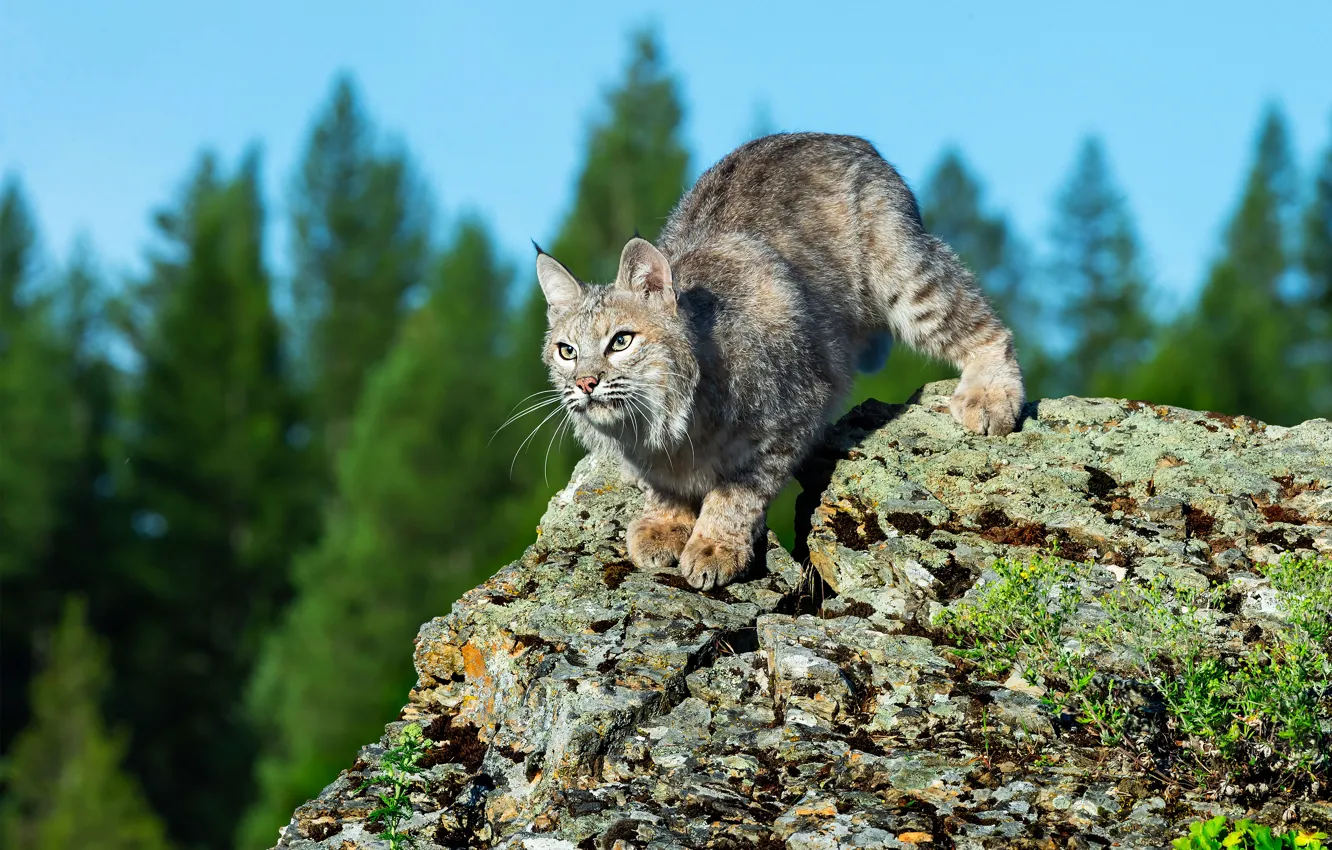 Photo wallpaper forest, look, pose, stone, lynx