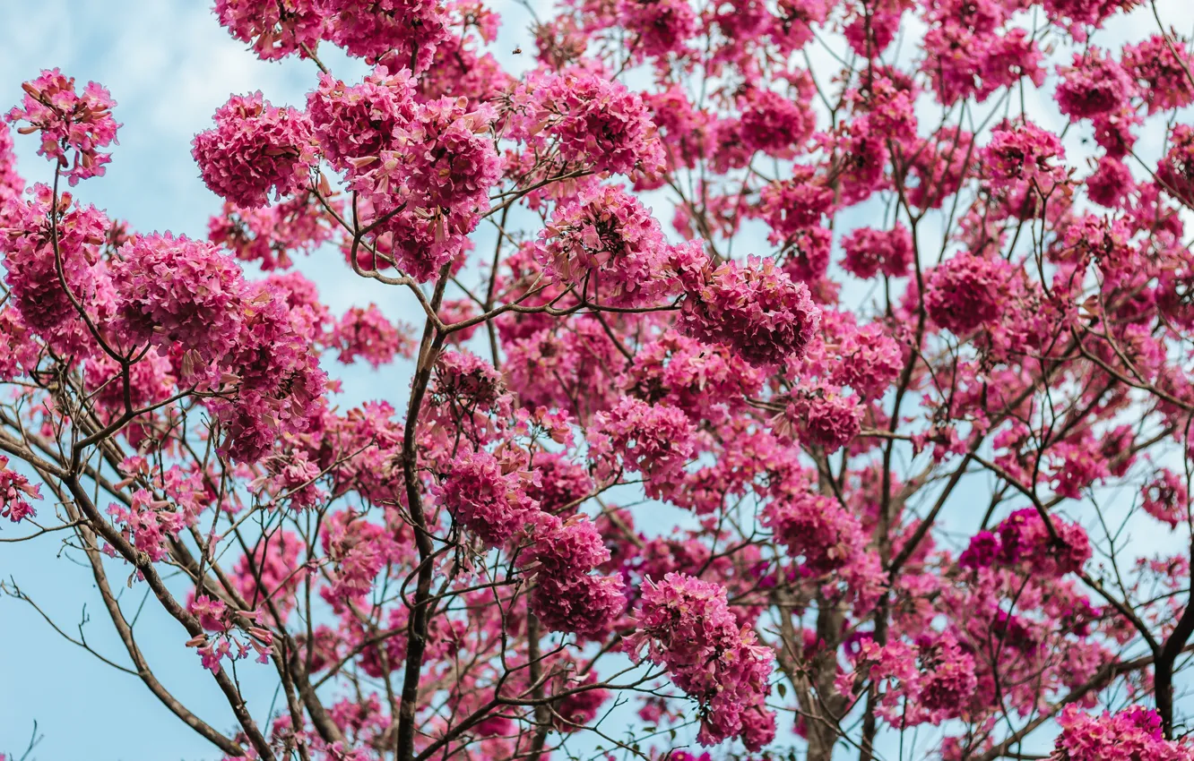 Photo wallpaper branches, spring, Sakura, flowering