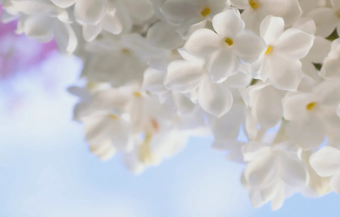 Photo wallpaper white, macro, flowers, tenderness, spring, lilac