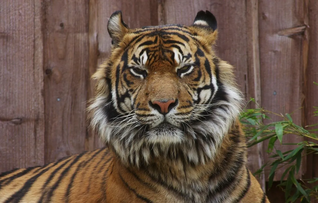 Photo wallpaper tiger, animal, big cat, staring tiger