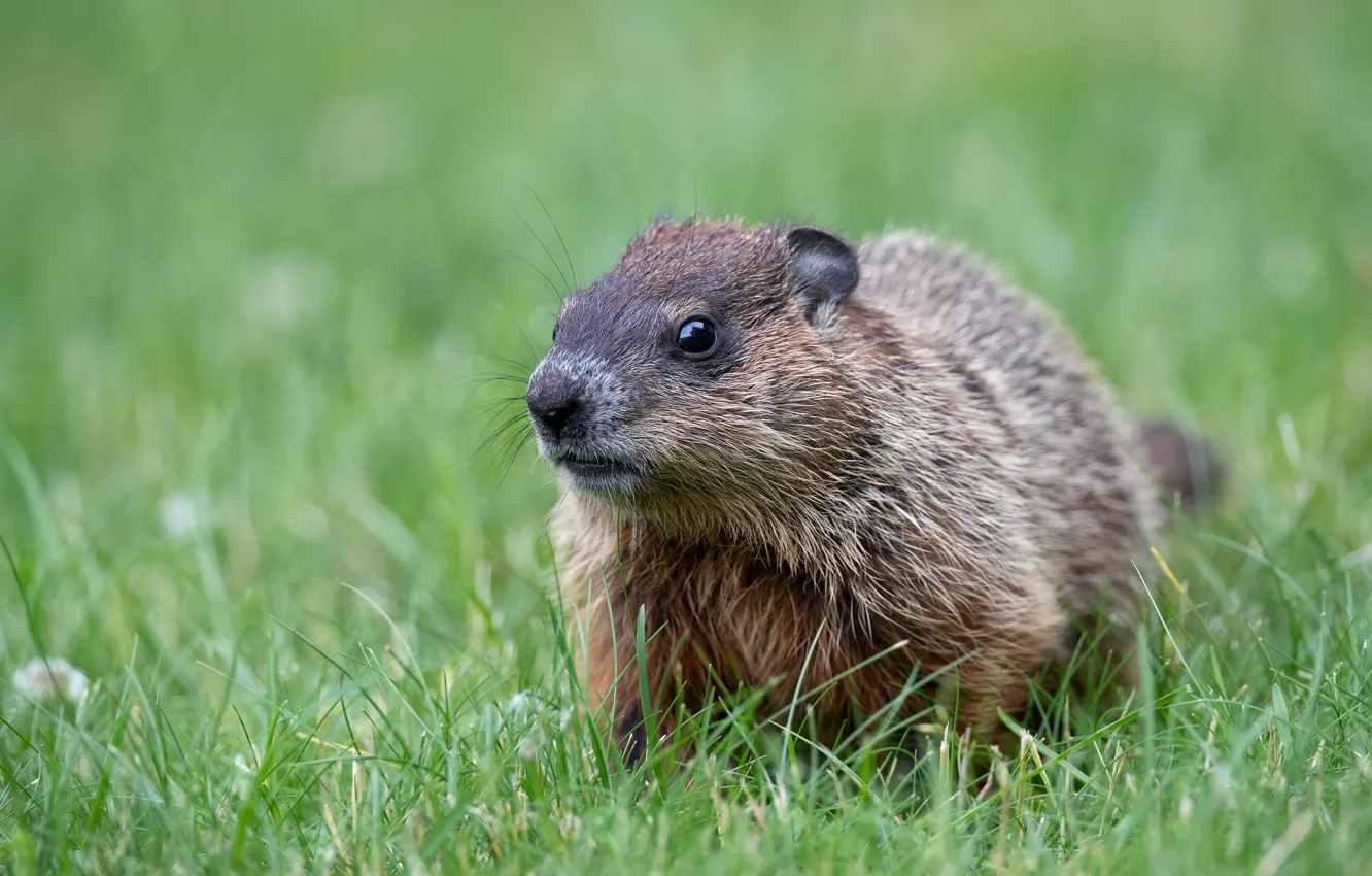 Photo wallpaper grass, look, face, portrait, marmot