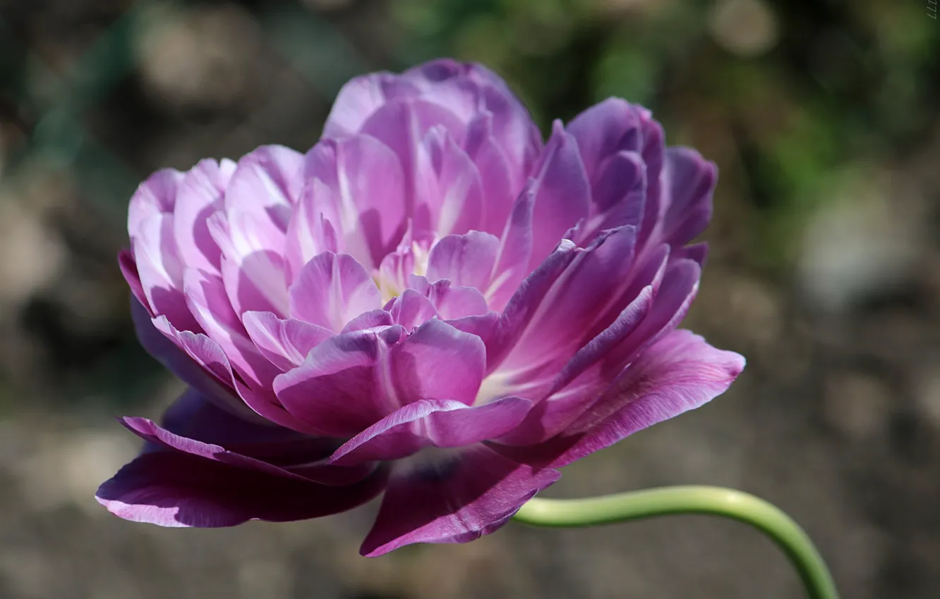 Photo wallpaper purple, flowers, spring, Tulips, flowering