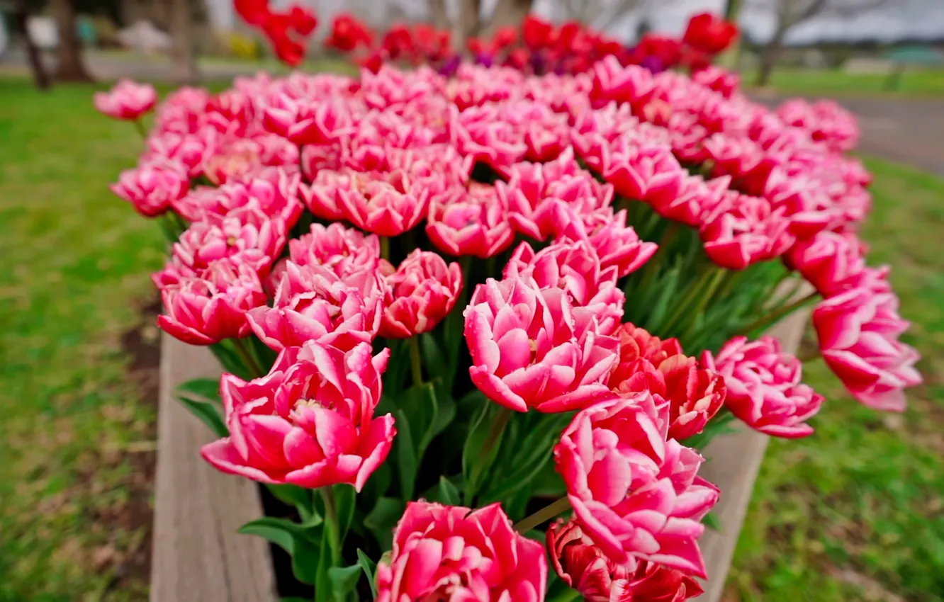 Photo wallpaper flowers, red, tulips, flowerbed, bokeh