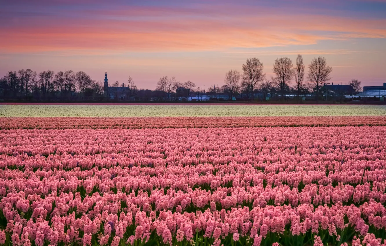 Photo wallpaper flowers, plantation, hyacinths, field, spring