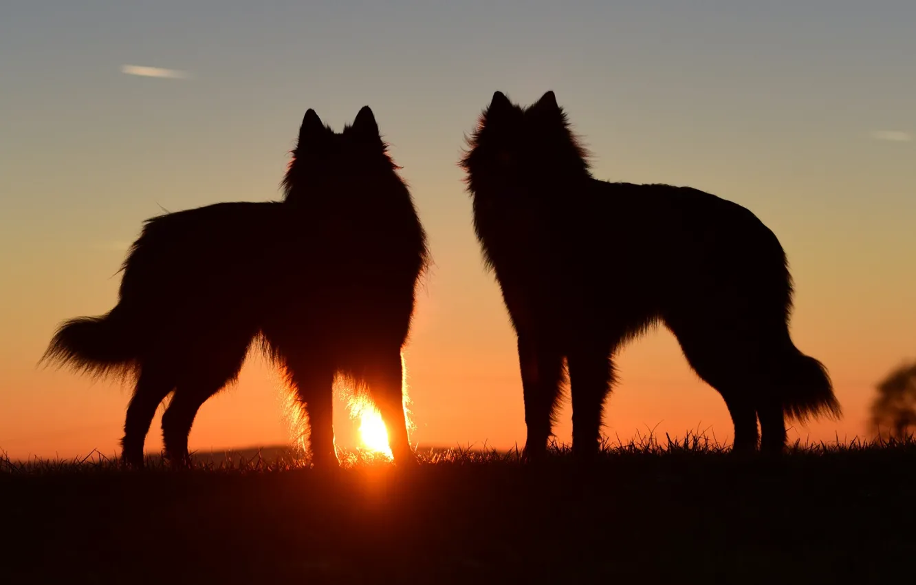 Photo wallpaper Predator, nature, animal, wolf, wildlife, portrait, back light, portrait.