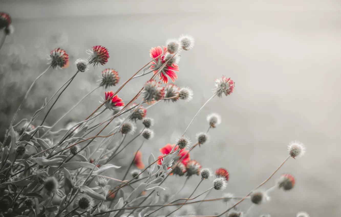 Photo wallpaper flowers, fog, morning