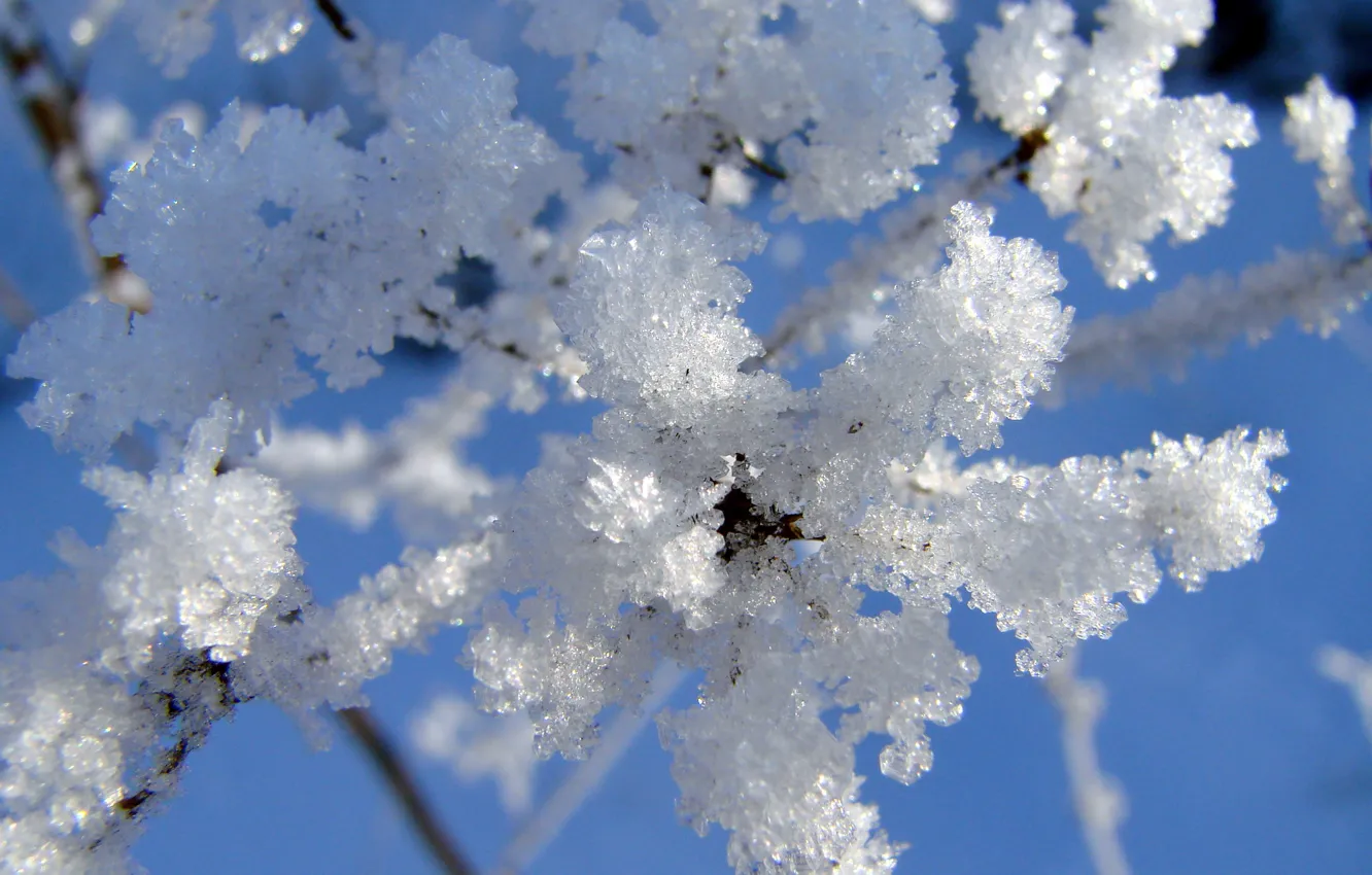 Wallpaper Winter Frost Snow Branch For Mobile And Desktop Section