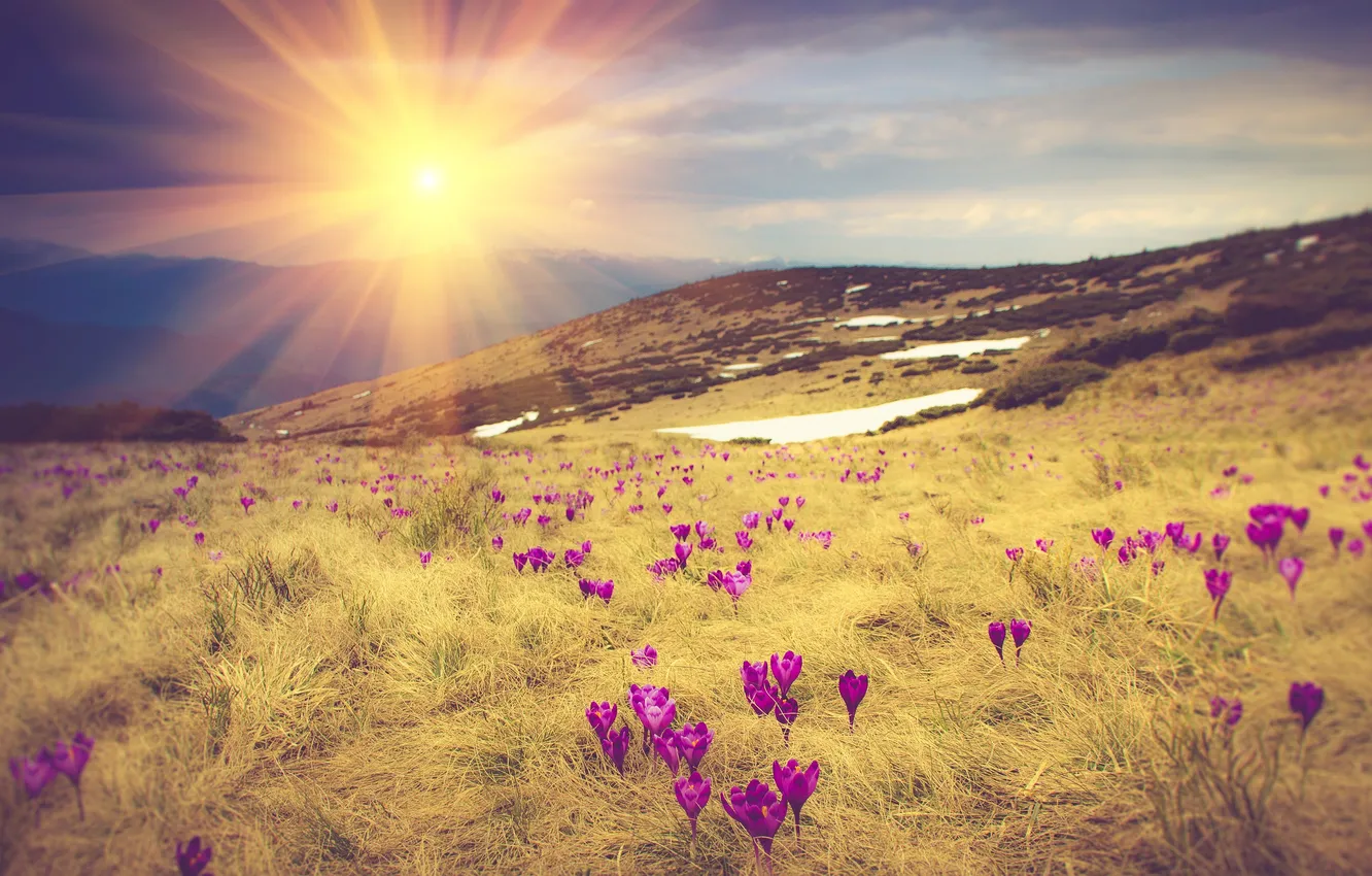 Photo wallpaper grass, flowers, mountains, dawn, meadow, crocuses, the rays of the sun