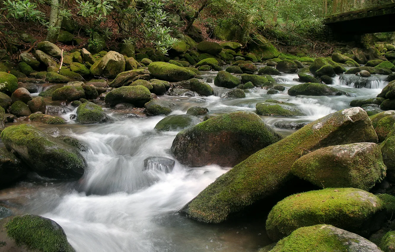 Photo wallpaper forest, river, stones, moss, stream