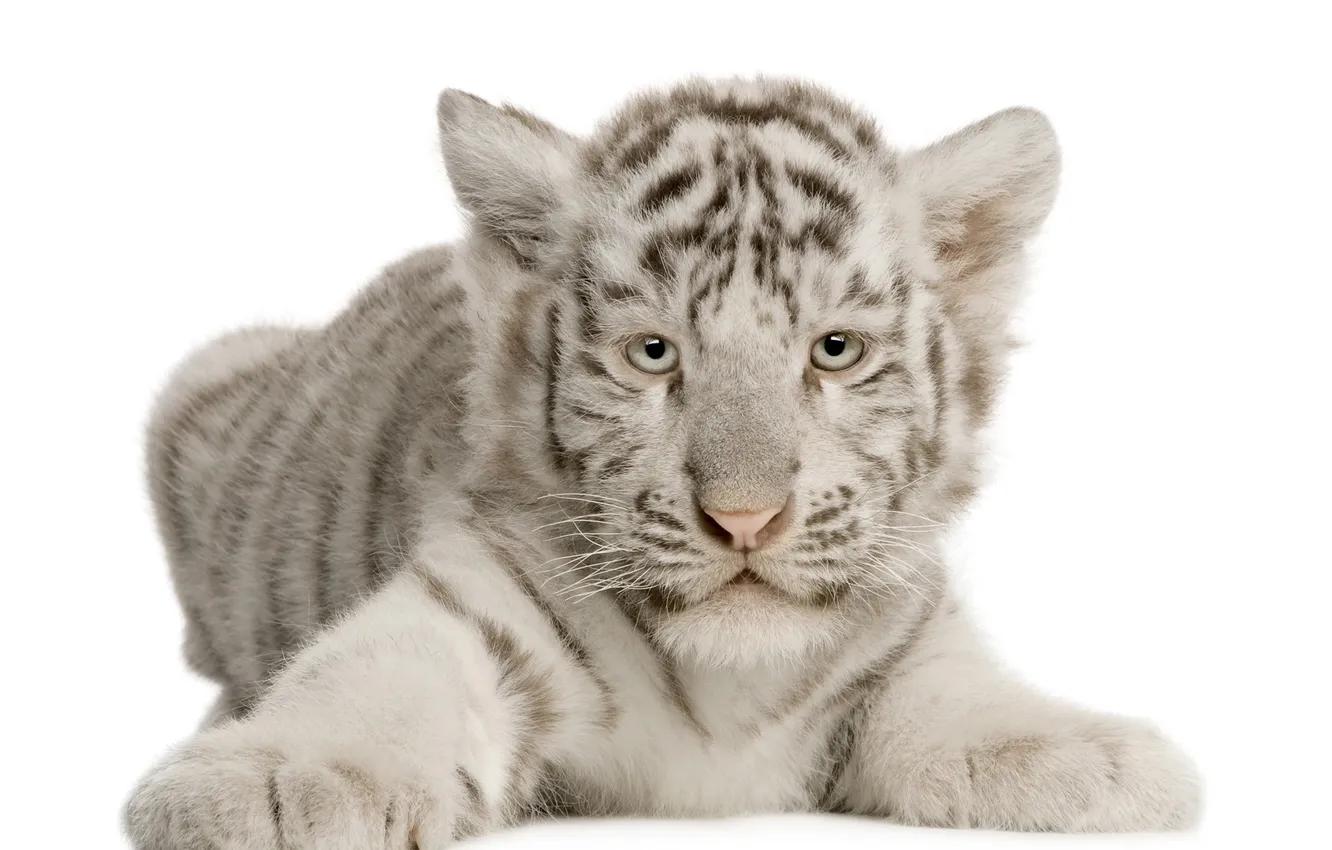 Photo wallpaper white, baby, tiger