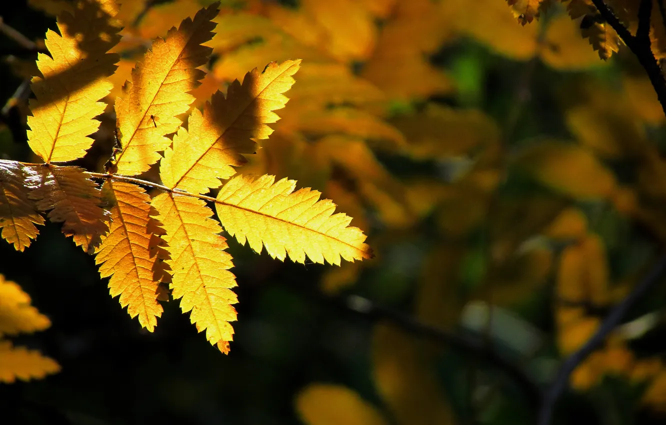 Photo wallpaper autumn, leaves, light, yellow, nature, on black