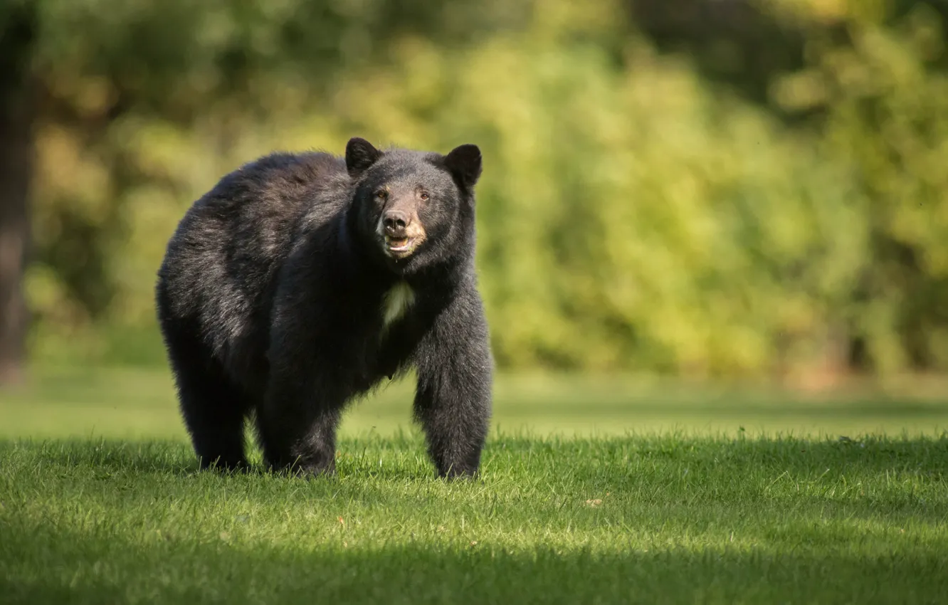 Photo wallpaper bear, grass, bear, Black Bear