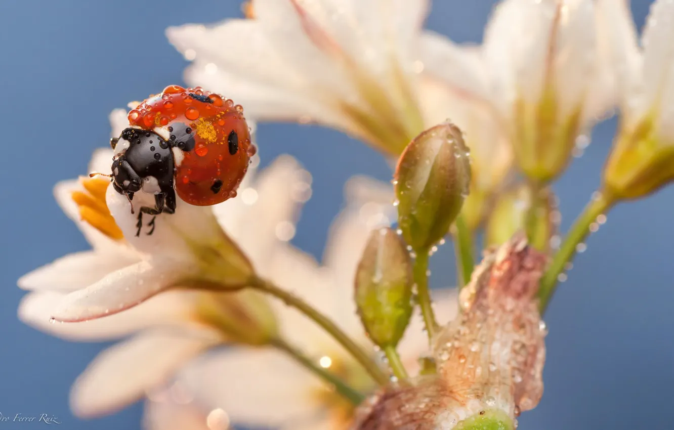 Photo wallpaper drops, macro, flowers, Rosa, ladybug, insect, white