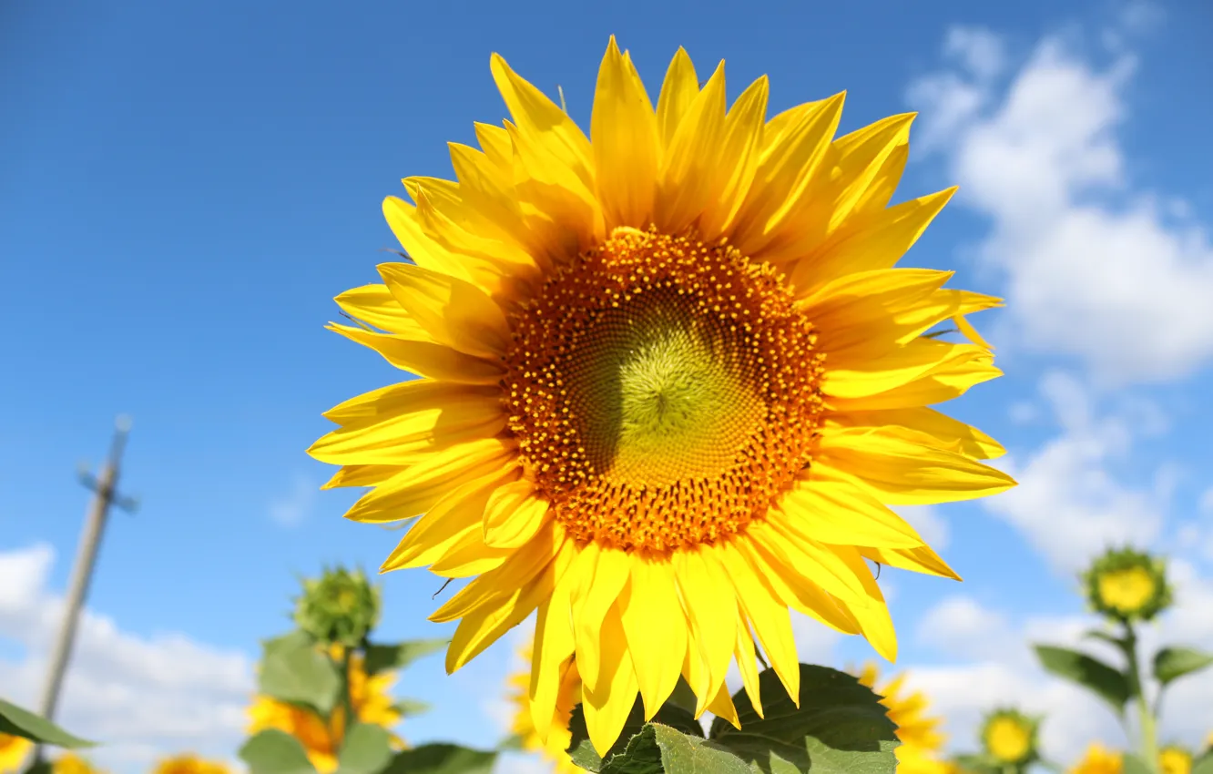 Photo wallpaper field, sunflowers, flowers, summer.