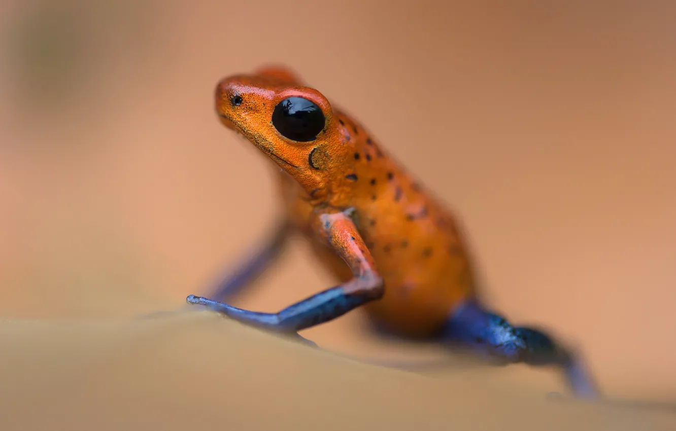 Photo wallpaper frog, amphibian, derewala small