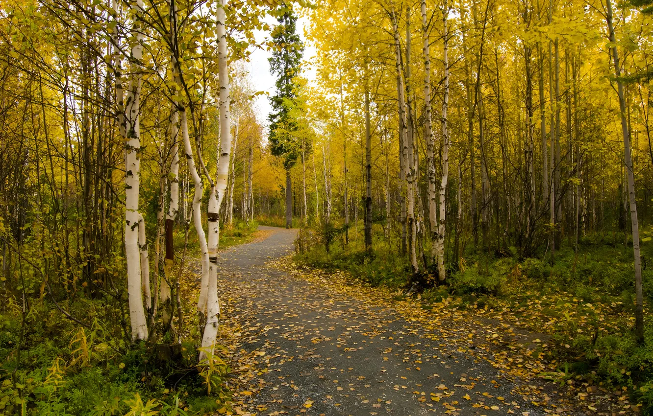 Photo wallpaper road, autumn, leaves, nature