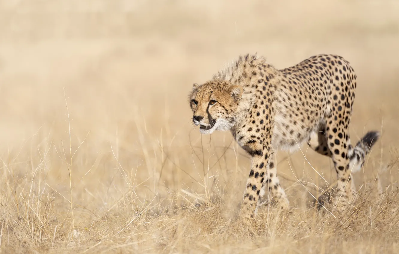 Photo wallpaper Cheetah, beast, Savana