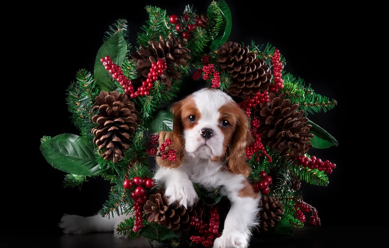 Photo wallpaper spruce, puppy, wreath, bumps, The cavalier king Charles Spaniel