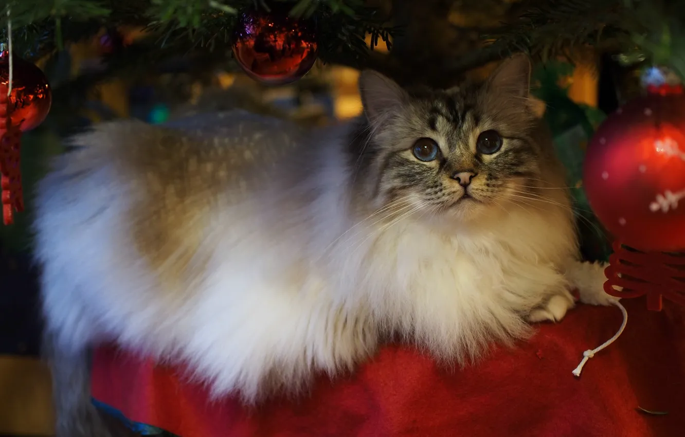 Photo wallpaper cat, cat, look, balls, branches, toy, tree, new year