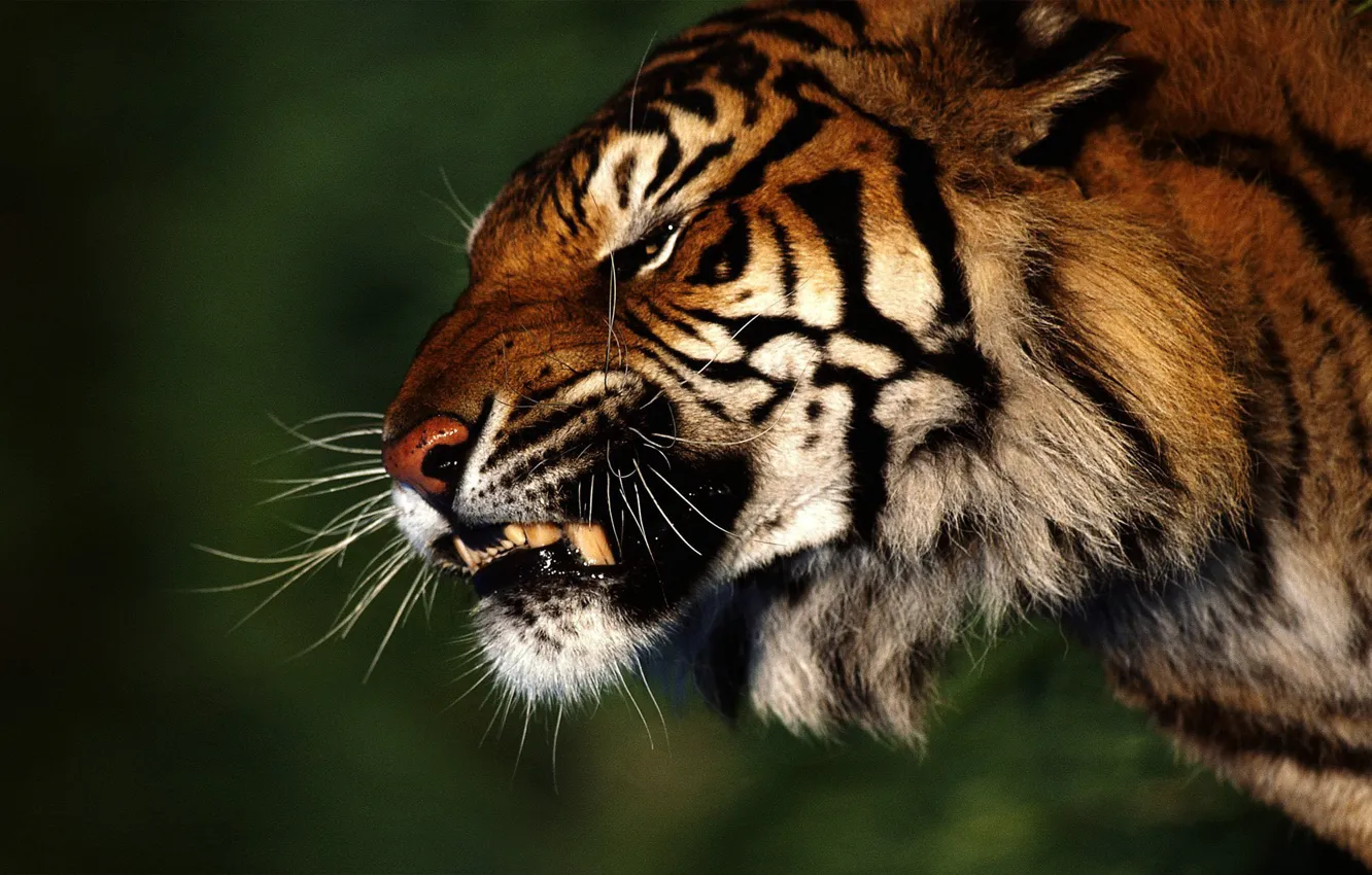 Photo wallpaper forest, tiger, anger