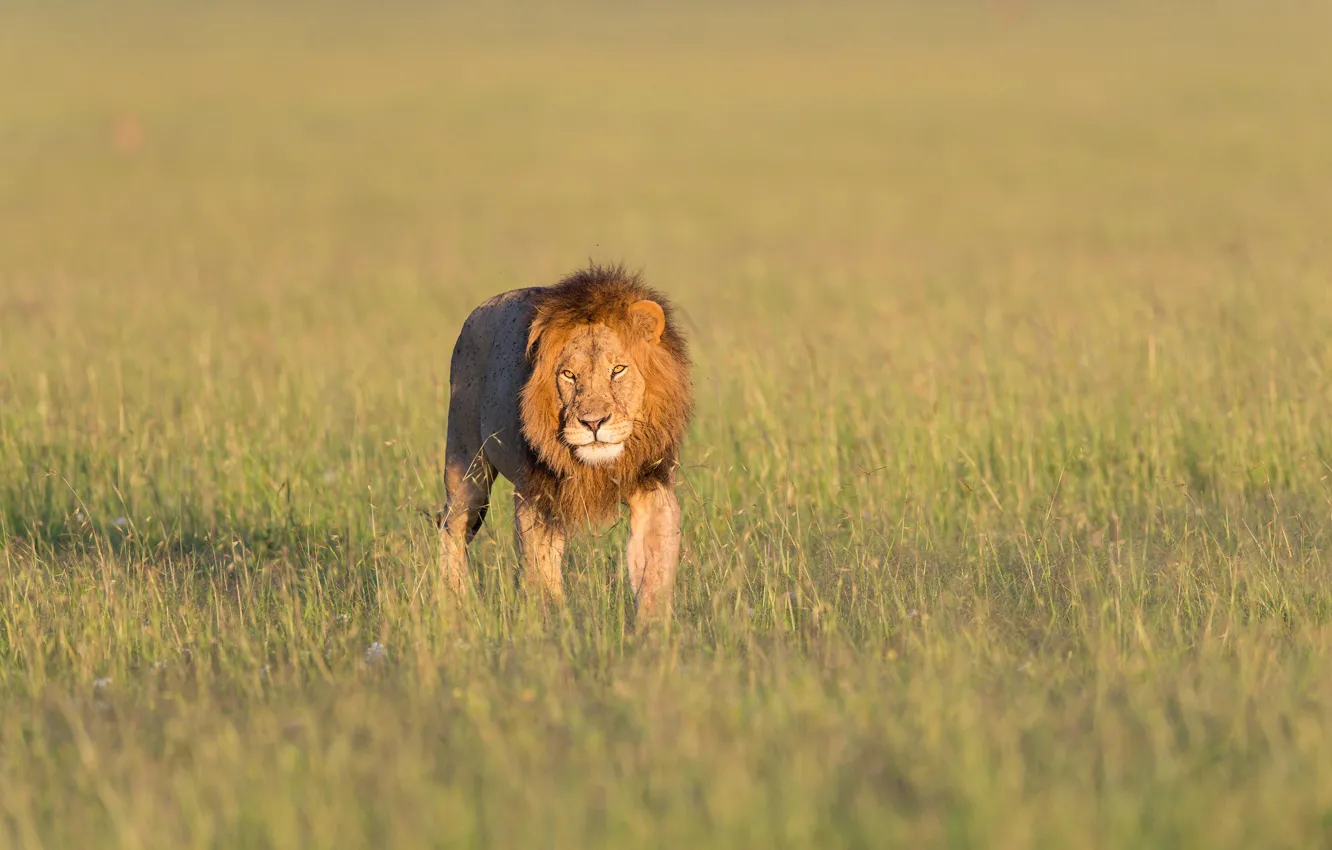 Photo wallpaper Leo, lion, Kenya, Kenya, Masai Mara, Masai Mara