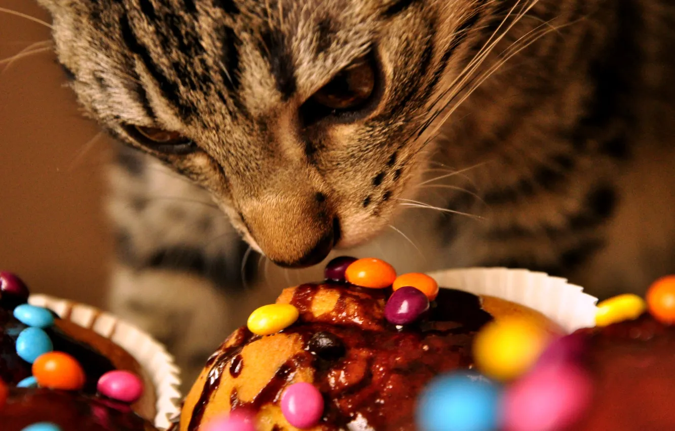 Photo wallpaper cat, sweets, Maladives
