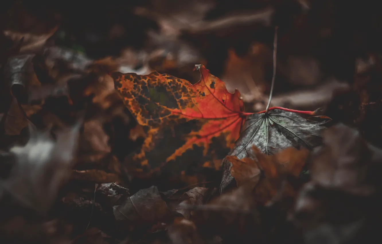 Photo wallpaper autumn, leaves