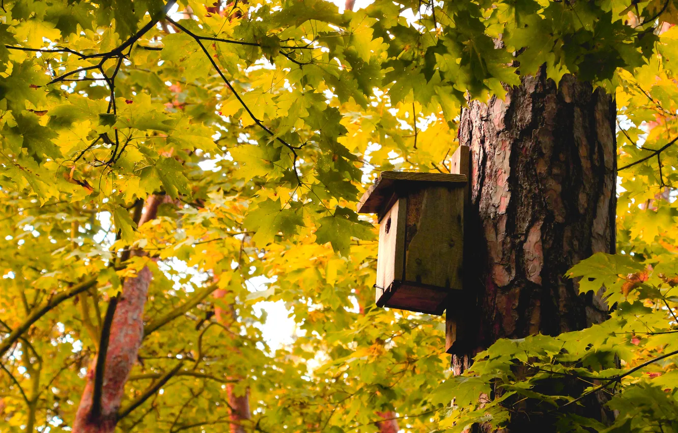 Photo wallpaper forest, trees, park, birdhouse