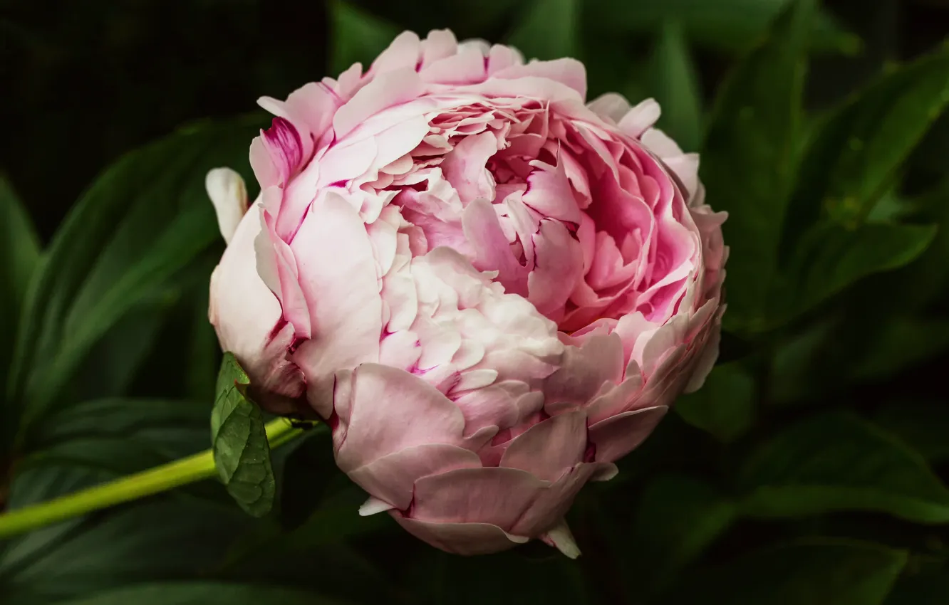 Photo wallpaper macro, flowers, pink, buds, peonies