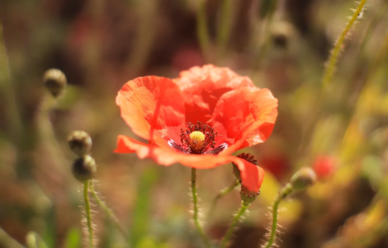 Photo wallpaper red, flower, field, poppy, meadow, blooming