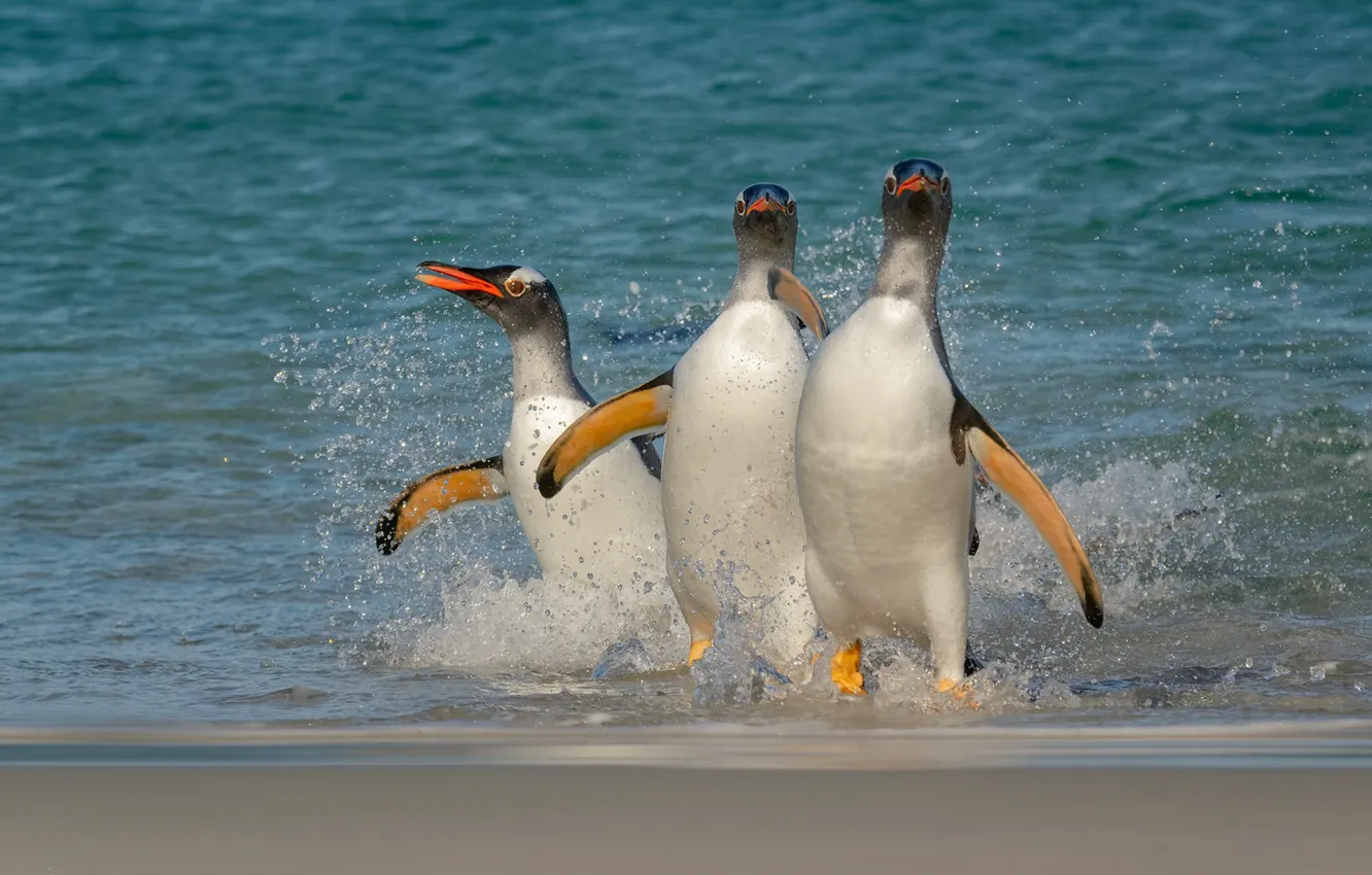 Photo wallpaper sea, beach, bird, shore, penguins