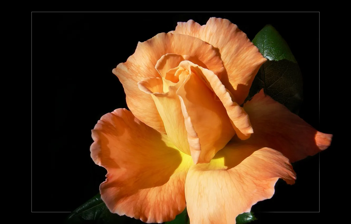 Photo wallpaper flowers, roses, frame, black background, Orange rose