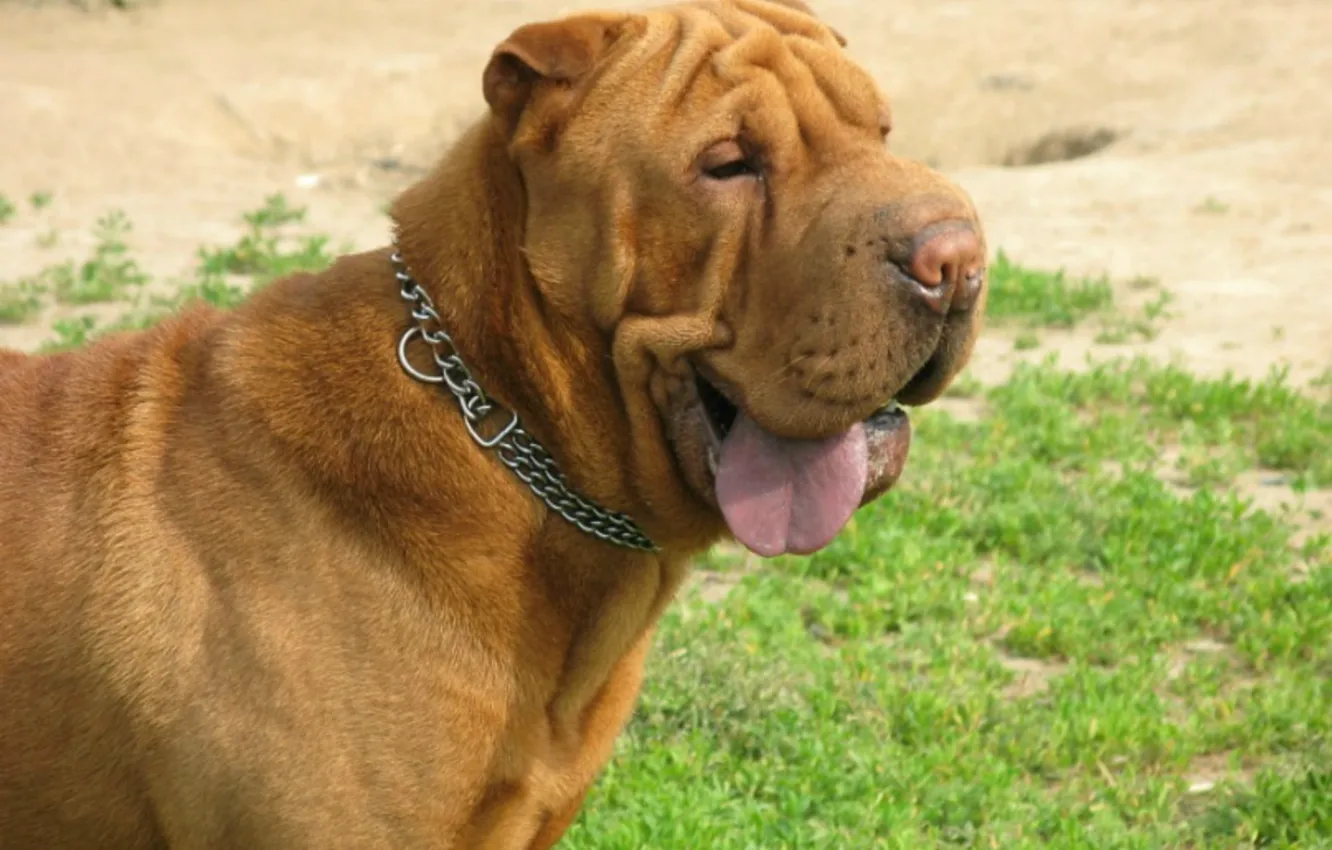 Photo wallpaper greens, the sun, smile, mood, Sharpay