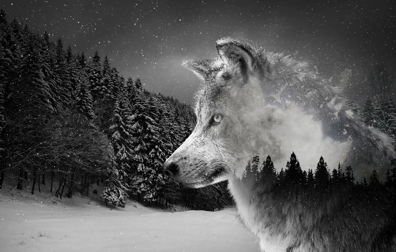 Photo wallpaper Predator, nature, animal, wolf, wildlife, portrait, portrait., Silver Wolf