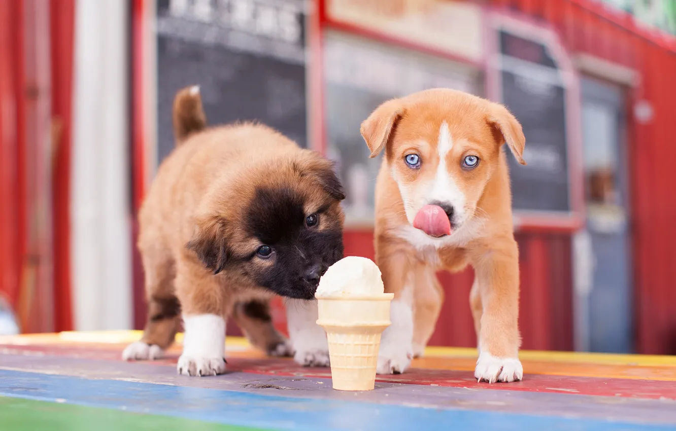 Photo wallpaper language, dogs, look, pose, Board, dog, puppies, ice cream