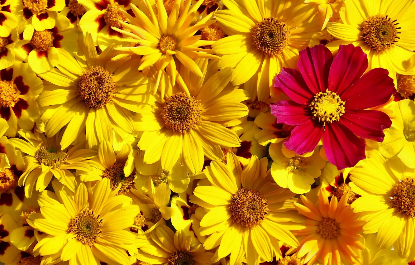 Photo wallpaper flowers, yellow, pink, a lot, kosmeya
