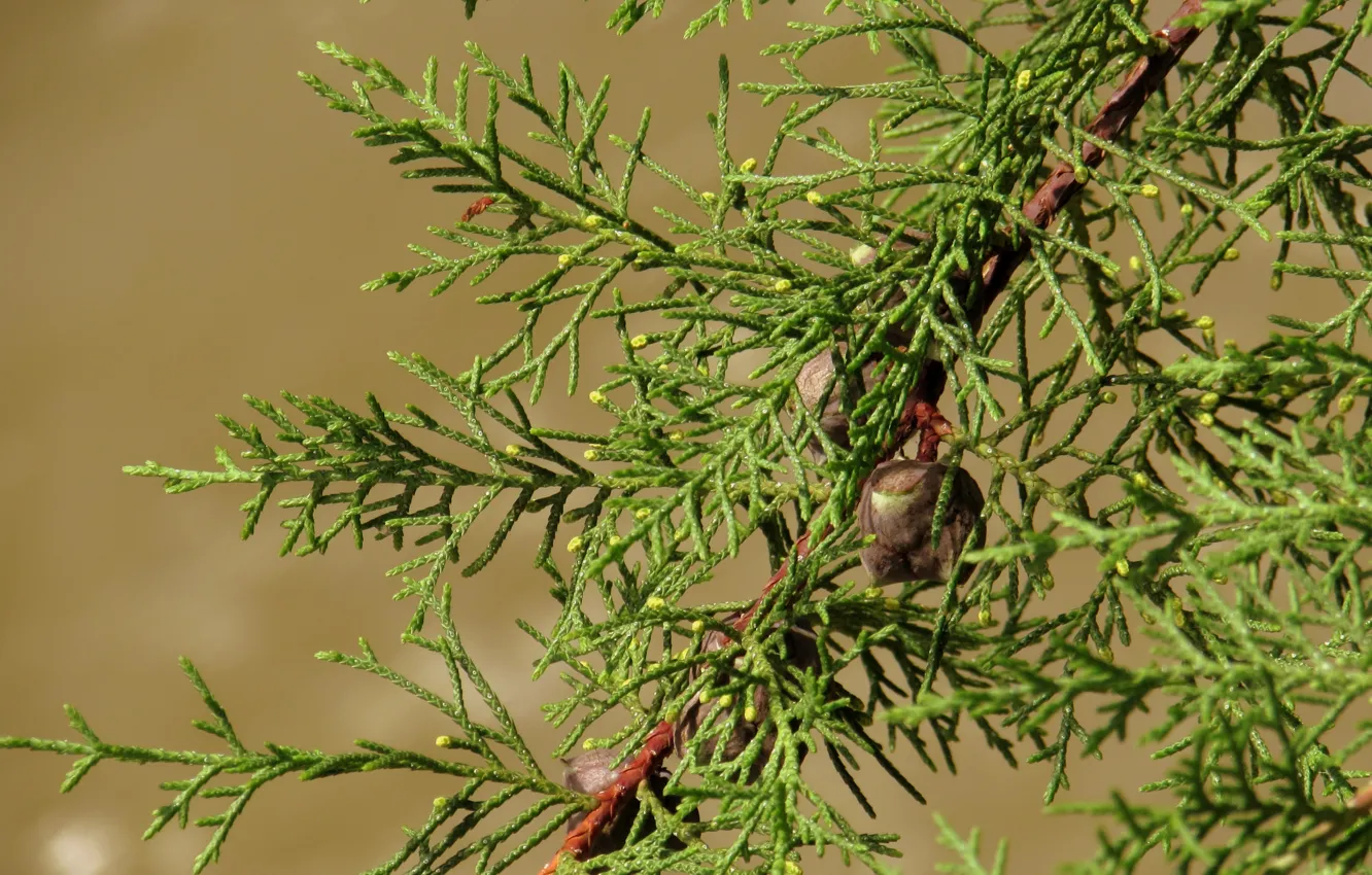 Photo wallpaper greens, fruit, needles, thuja, Logins