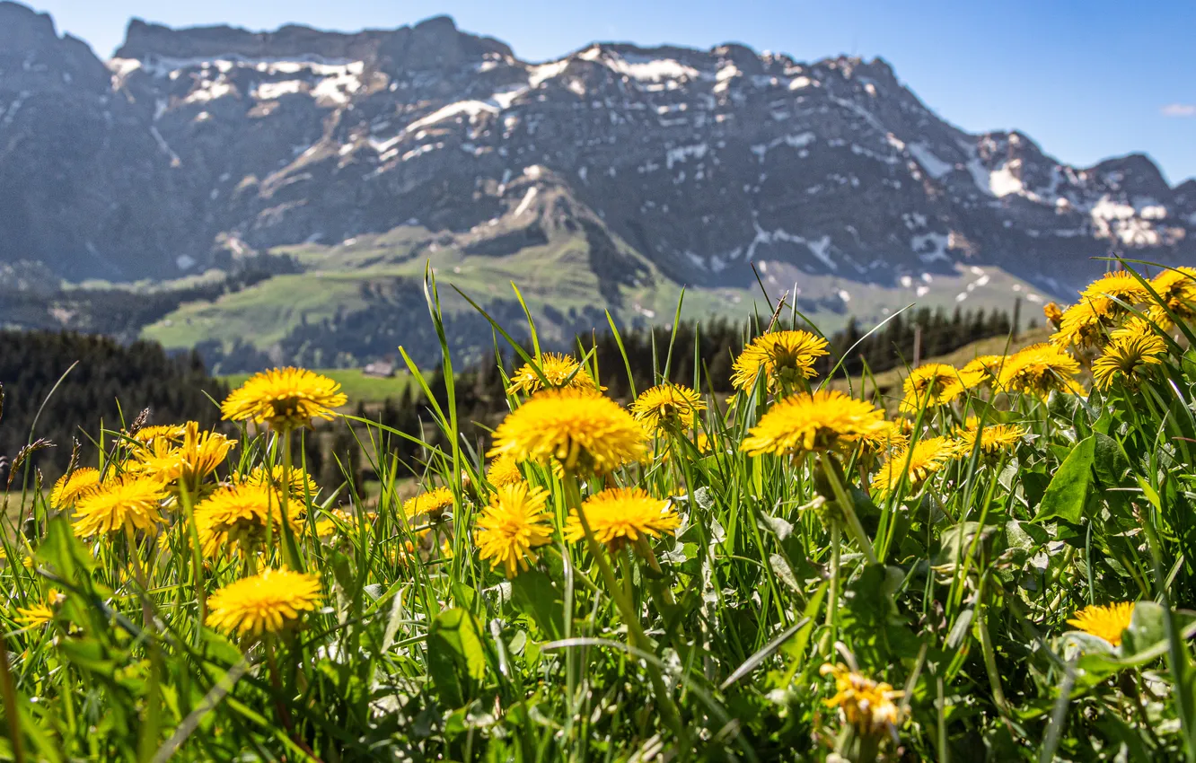 Photo wallpaper mountains, dandelion, spring