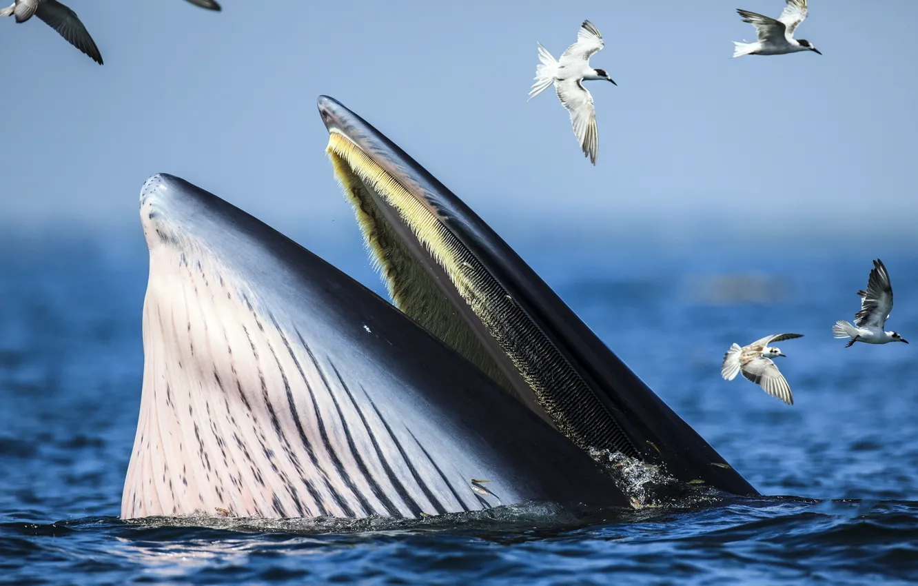 Photo wallpaper sea, bird, whale